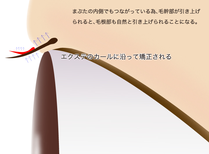 毛根に働きかけ、まぶたを持ち上げる