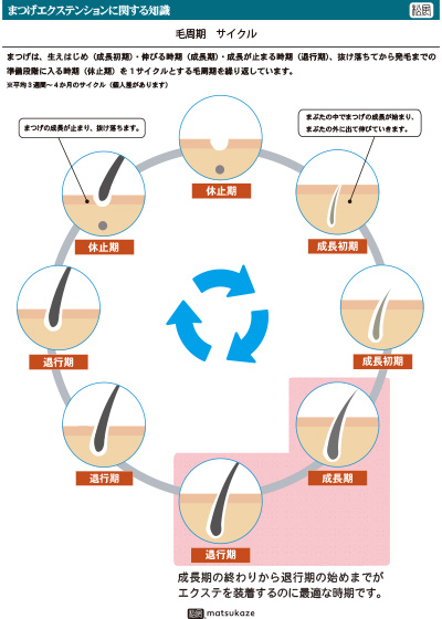 毛周期サイクル