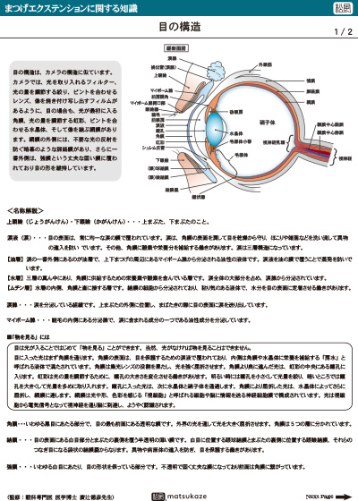 目の構造