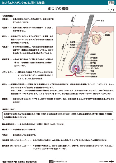 まつげの構造