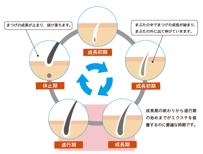 まつげの毛周期サイクルについて